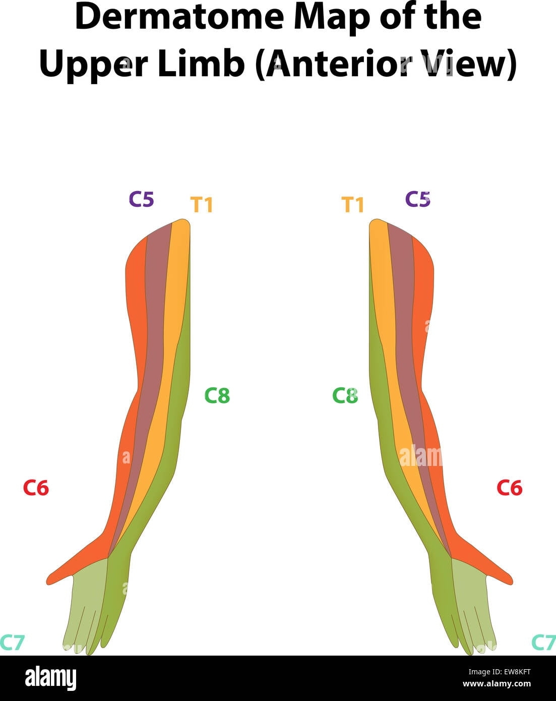 Printable Dermatome Chart Pdf
