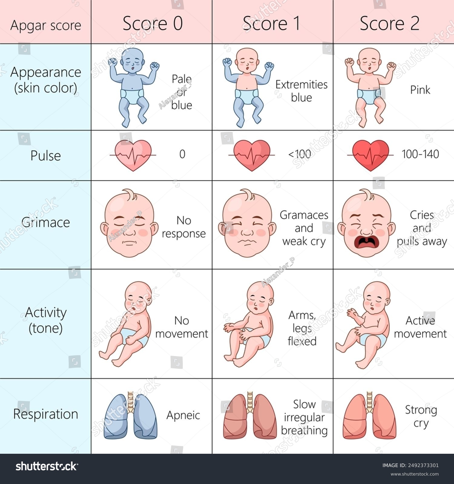 Apgar Score Chart Evaluating Health Newborns Stock Vector Royalty Free 2492373301 Shutterstock
