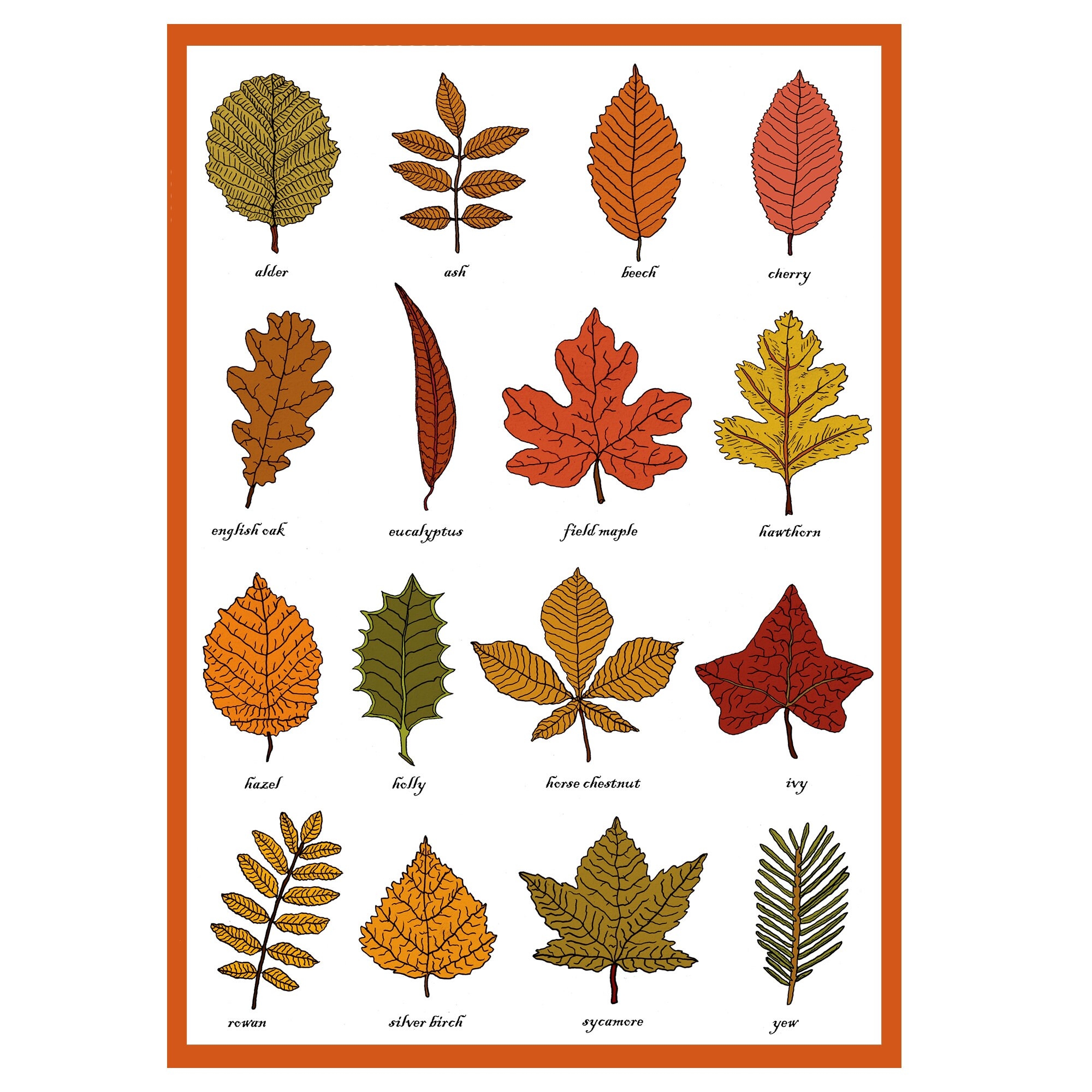 Autumn Leaves Identification Greetings Card Plant Morphology Etsy