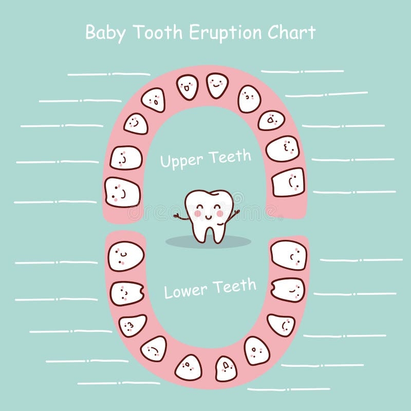 Primary Tooth Chart Printable