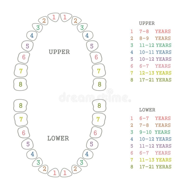 Baby Teeth Chart Stock Illustrations 142 Baby Teeth Chart Stock Illustrations Vectors Clipart Dreamstime