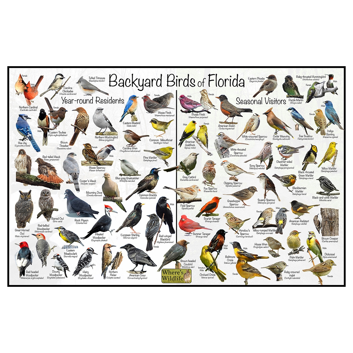 Backyard Birds Of Florida Bird Identification Chart Year Round Seasonal Visitors 