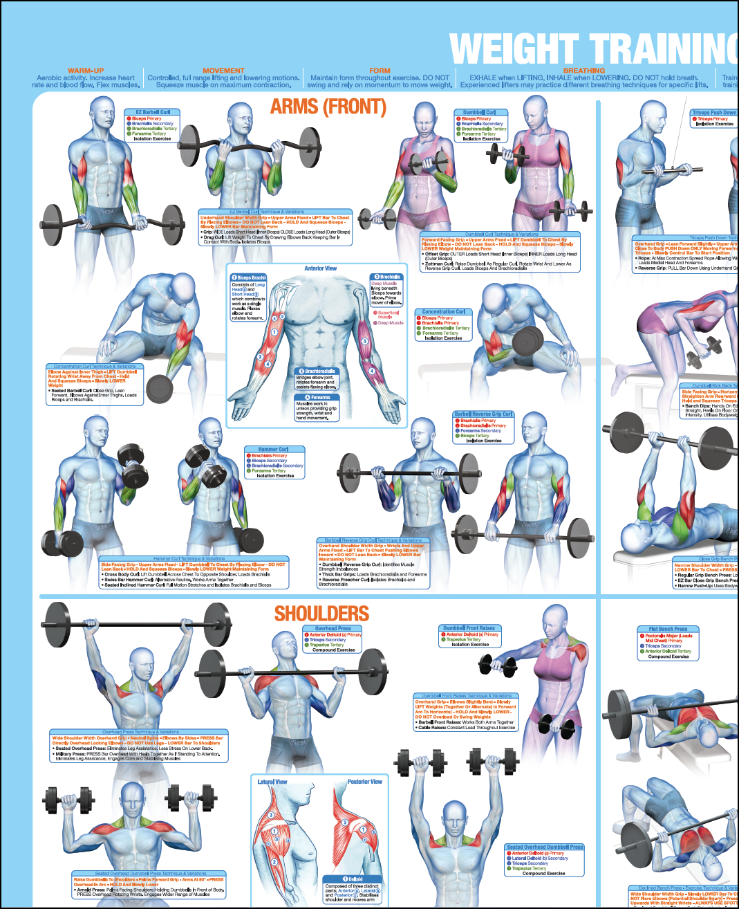 Bench Dumbbell Workout Chart Printable Printable Weight Bench Workouts Weight Training Poster