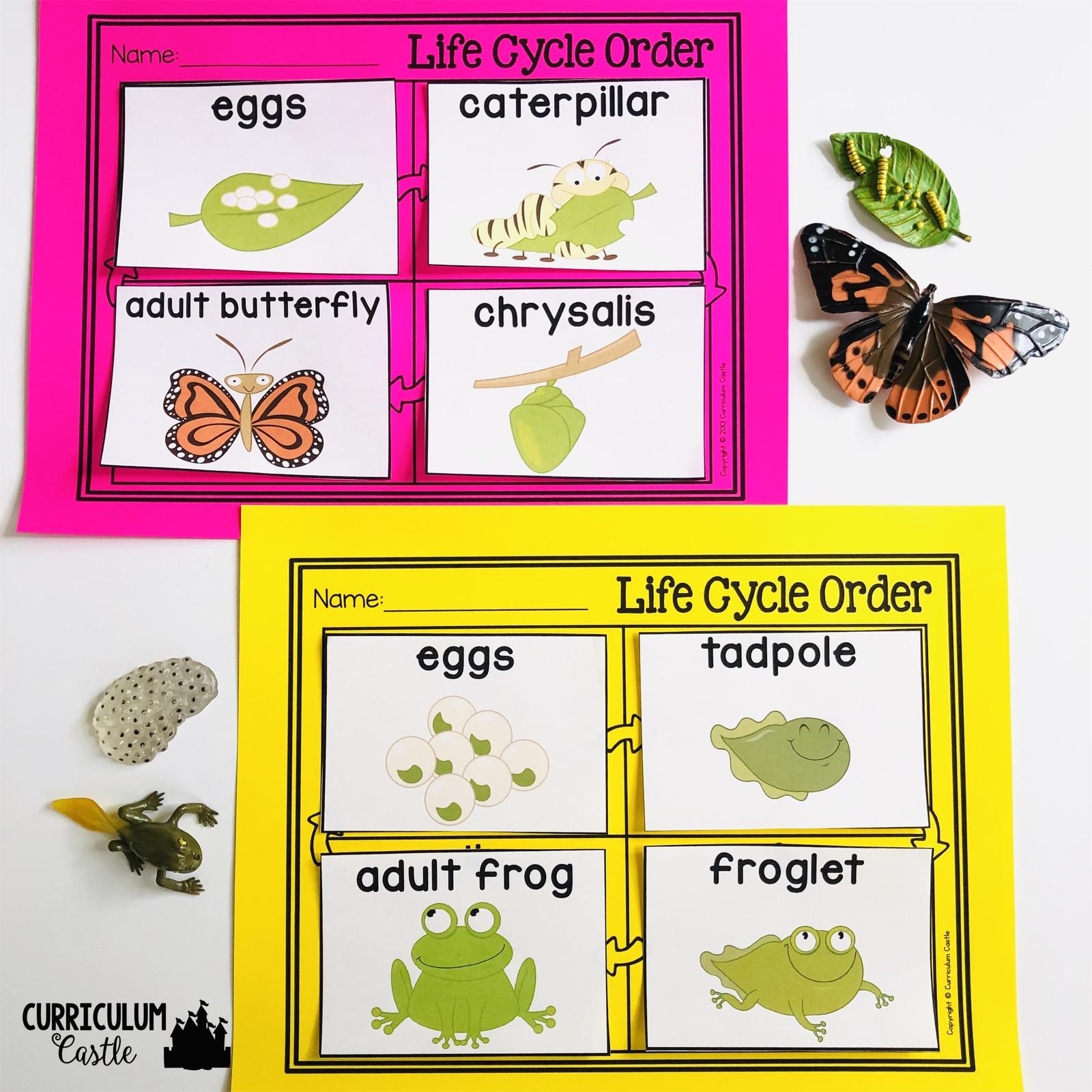 Butterfly Life Cycle Chart Printable Butterfly Life Cycle Chart Printable