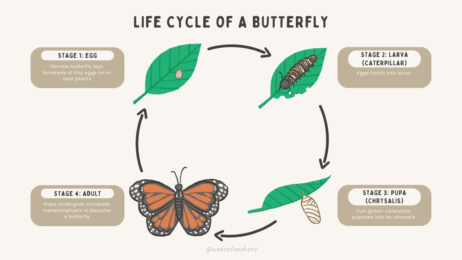 Butterfly Life Cycle Free Google Slides And More Butterfly Life Cycle Free Google Slides And More