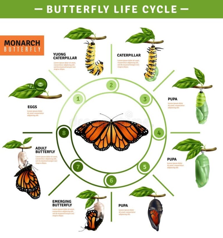Butterfly Life Cycle Stock Illustrations 1 301 Butterfly Life Cycle Stock Illustrations Vectors Clipart Dreamstime