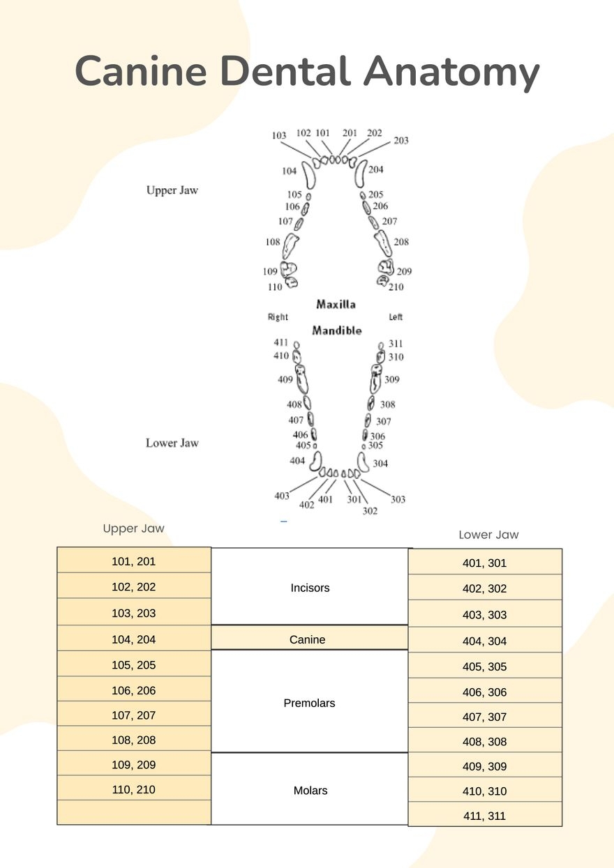 Canine Dental Chart In Illustrator PDF Download Template