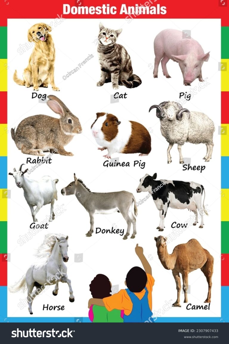 Captivating Printable Animal Chart Adorn Your Stock Illustration 2307907433 Shutterstock