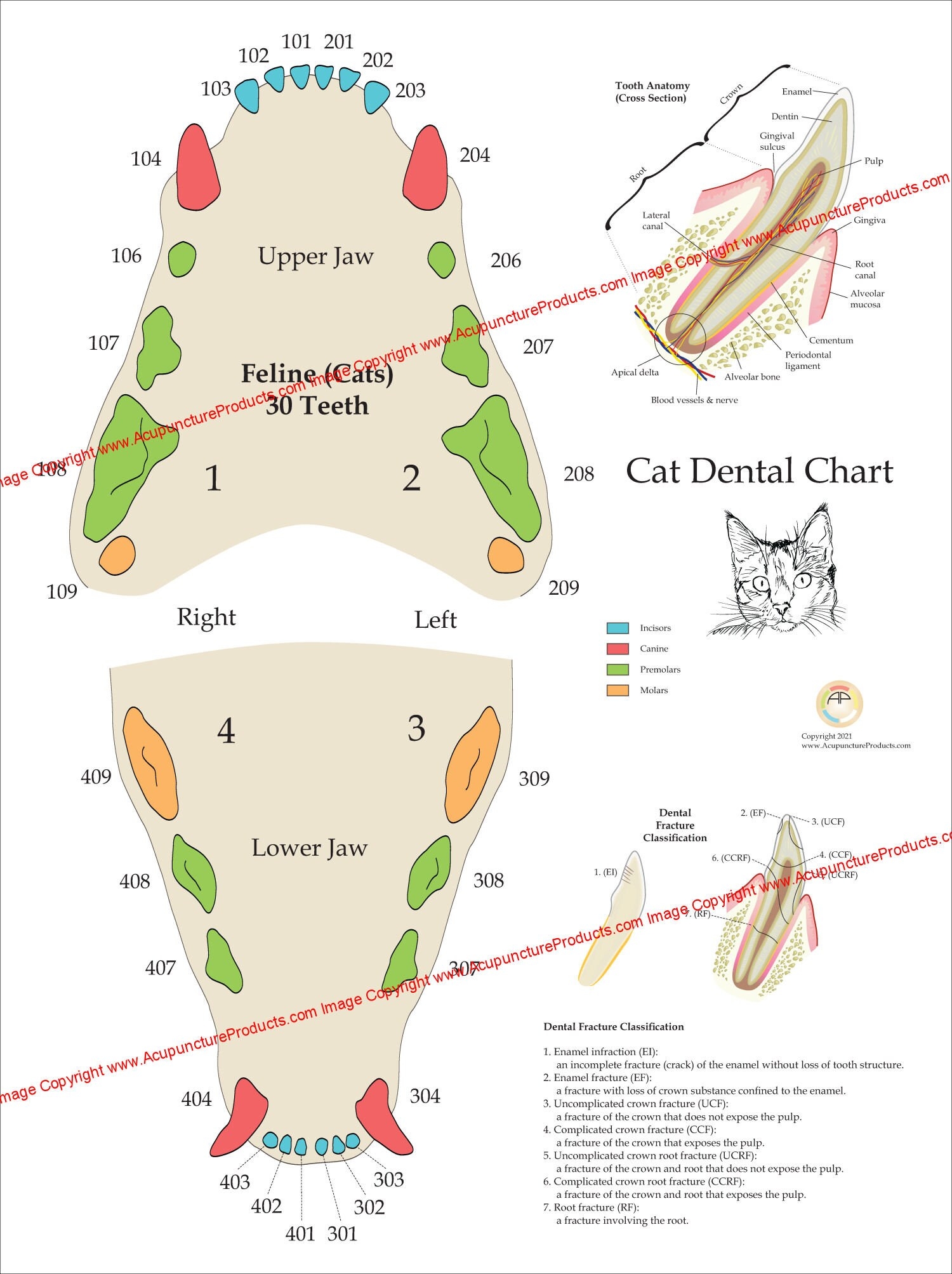Cat Feline Veterinary Dental Anatomy Tooth Poster Wall Chart 18 X 24 Etsy Australia