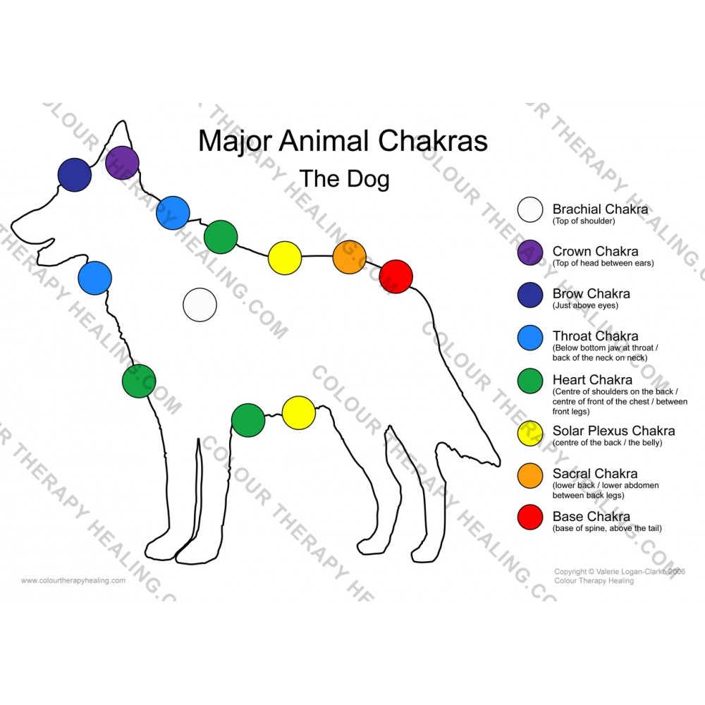 Chakras Of The Dog Poster PDF Download