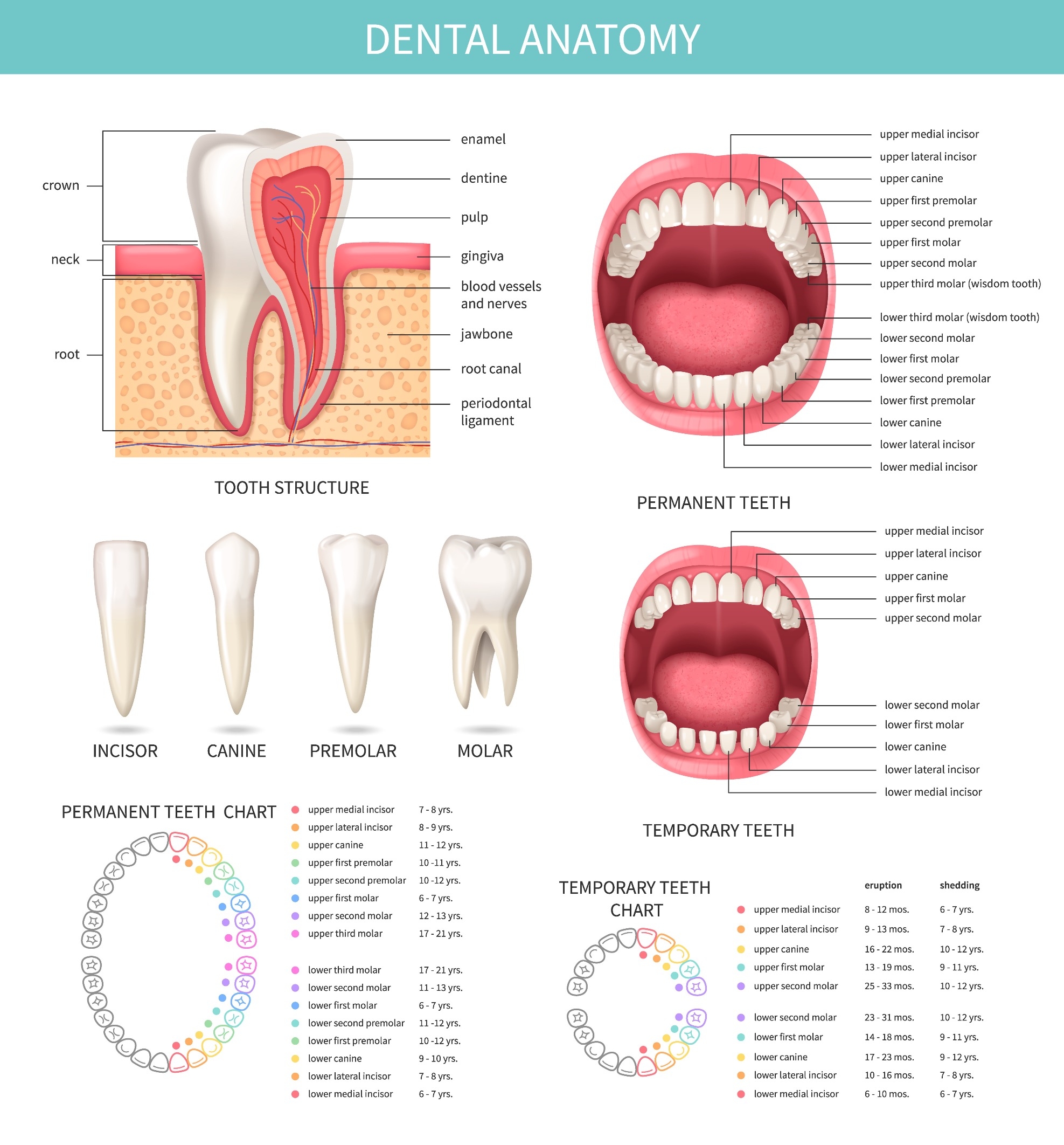 Printable Meridian Tooth Chart