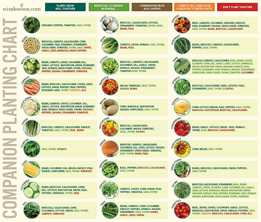 Free Printable Printable Companion Planting Chart