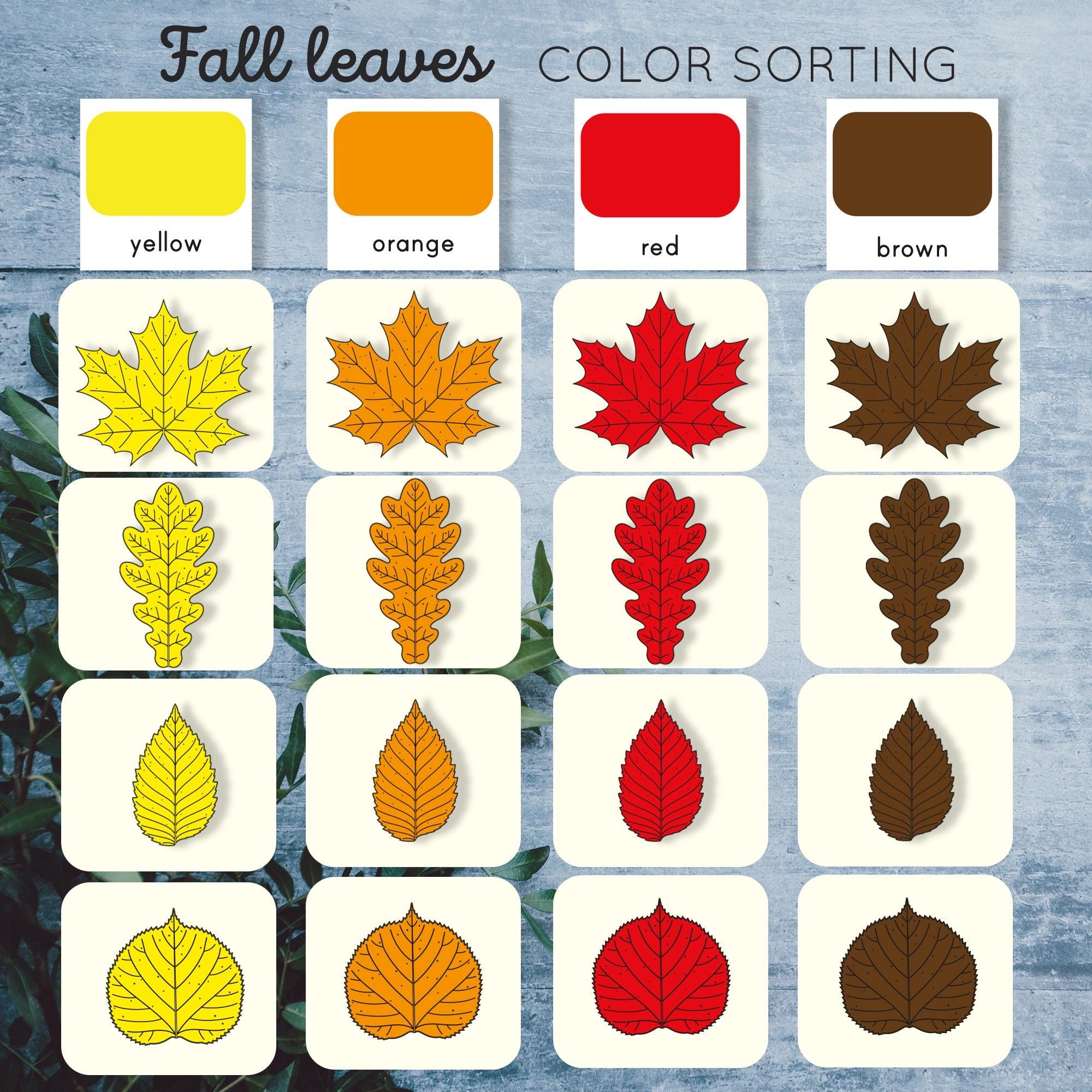 Color Sorting Fall Leaves Activity For Preschool Shape Sorting Printable Etsy