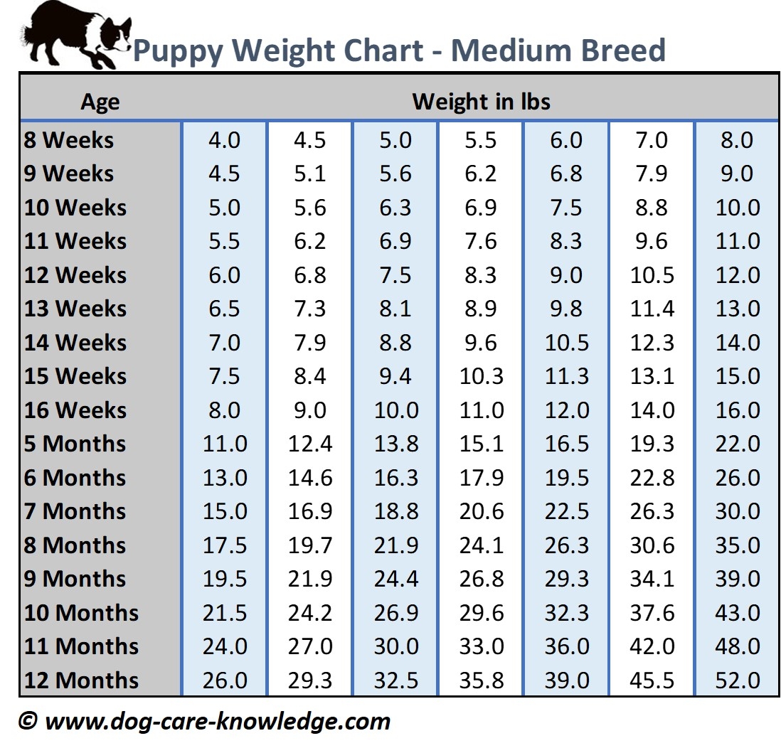 Comprehensive Puppy Weight Chart Growth Guide By Breed