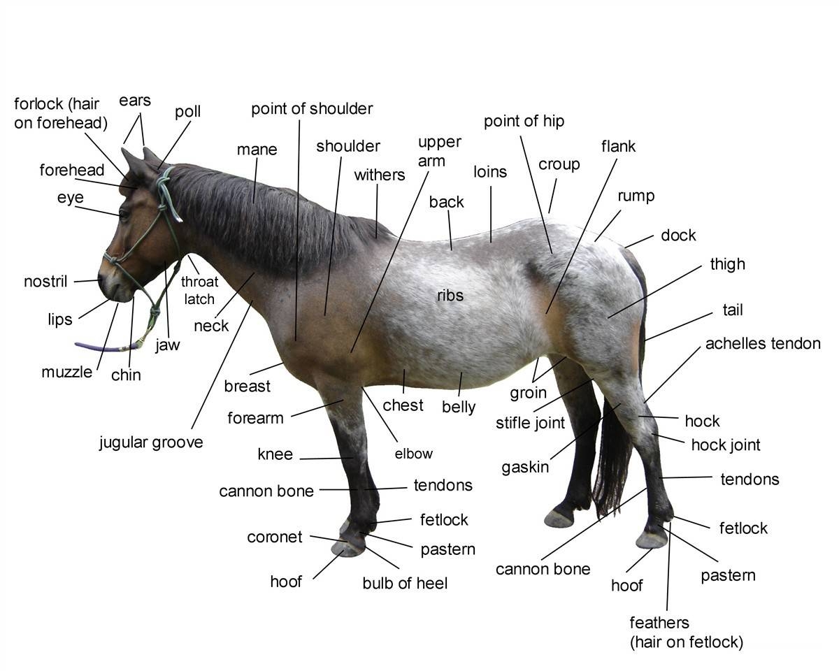 Diagram Of Horse Body Parts Worksheets Library Diagram Of Horse Body Parts Worksheets Library