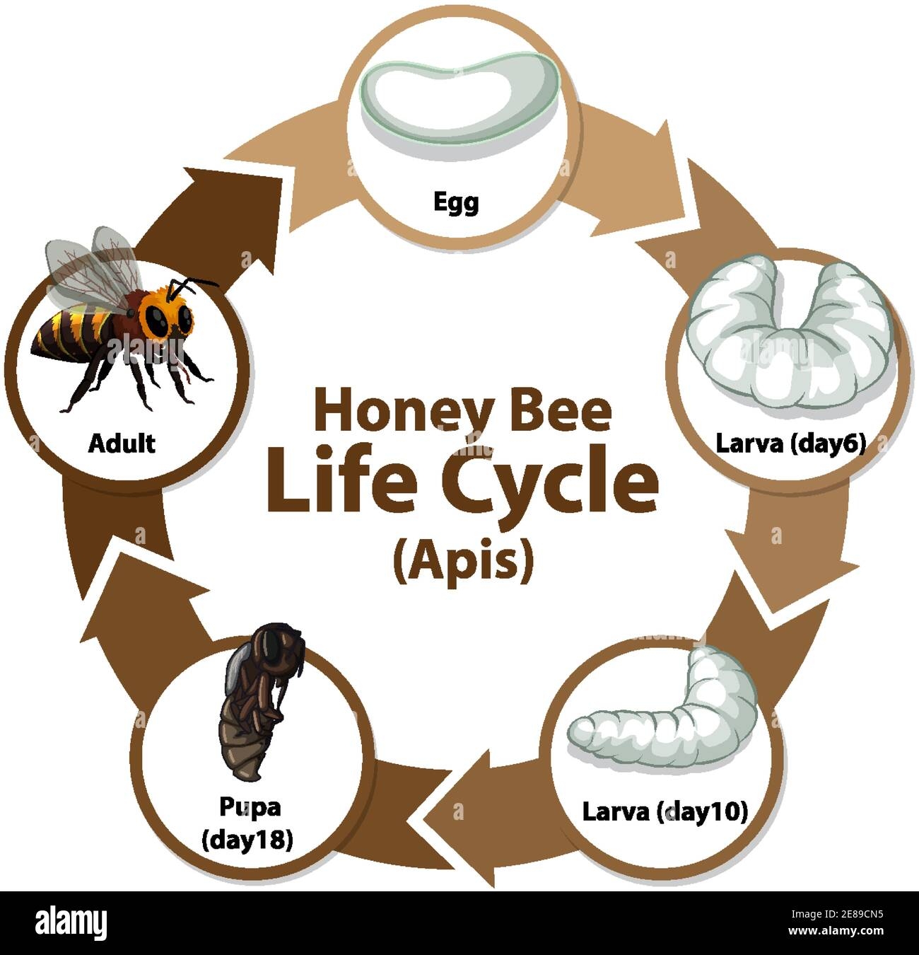 Diagram Showing Life Cycle Of Honey Bee Apis Illustration Stock Vector Image Art Alamy