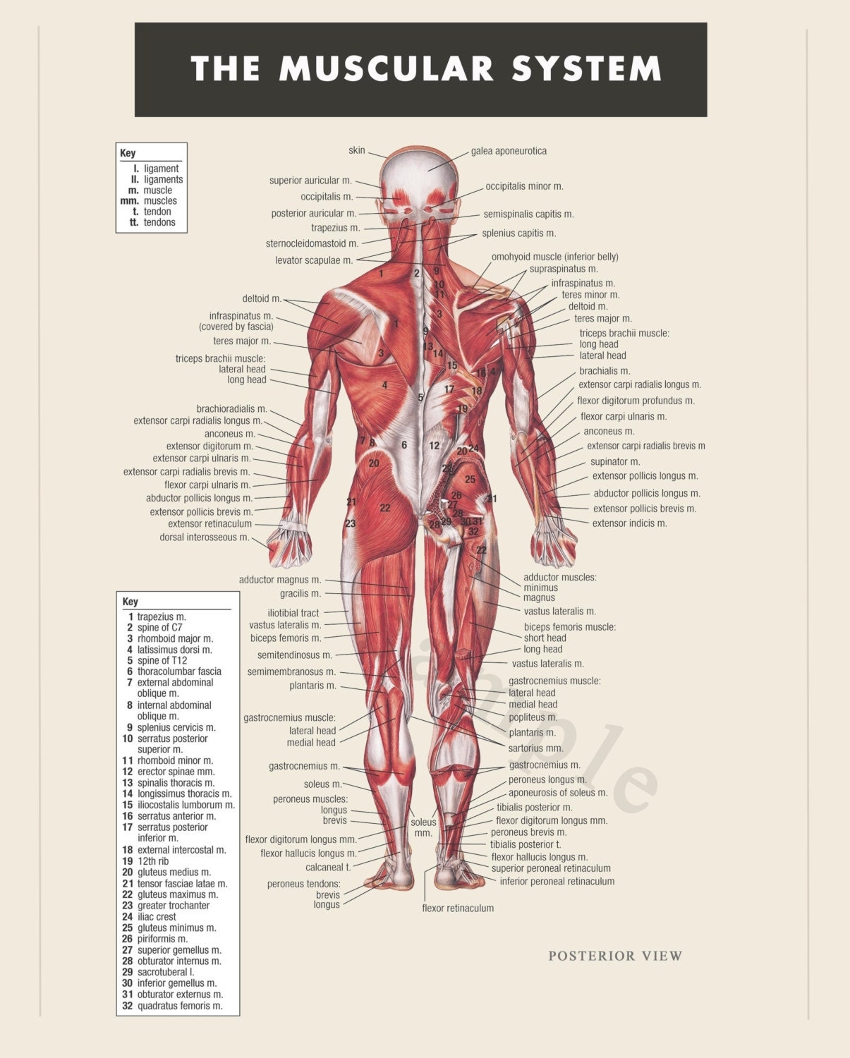 Digital Print Instant Download Muscular System Anatomy Doctor Physical Therapist Art Educational Poster Print Body Anatomical Muscles Etsy