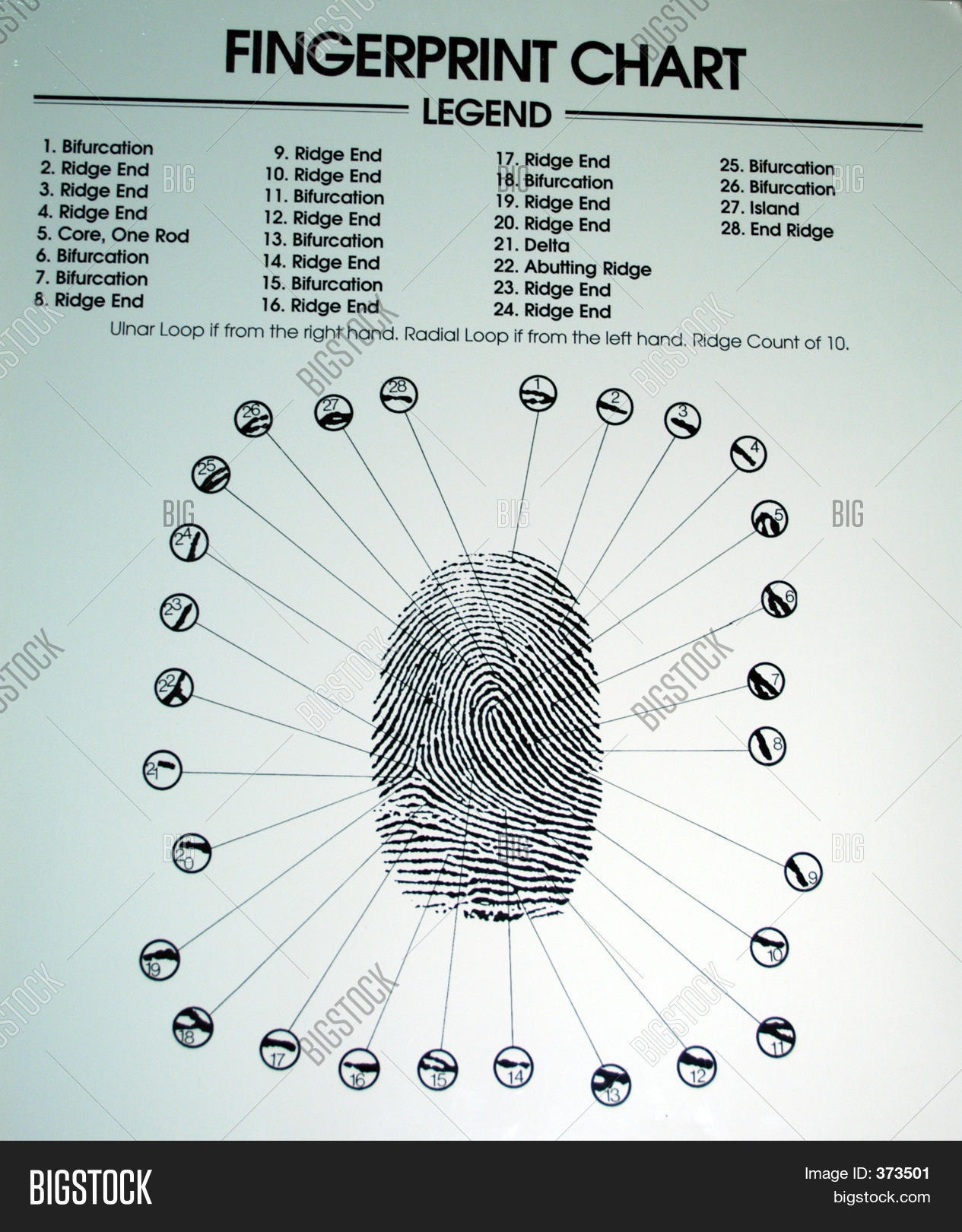 Dinner Detective Fingerprint Pattern Wall Chart Training Materials Crime Scene Tape