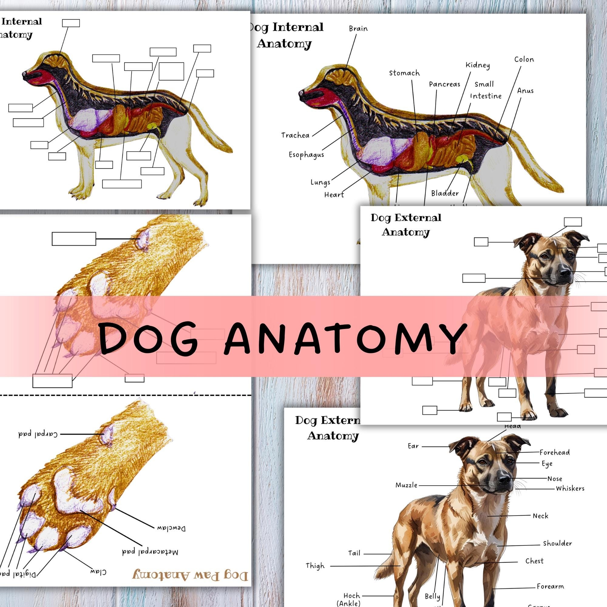 DOG ANATOMY Parts Of A Dog Body Canine Anatomy Canine Lesson Dog Unit Etsy