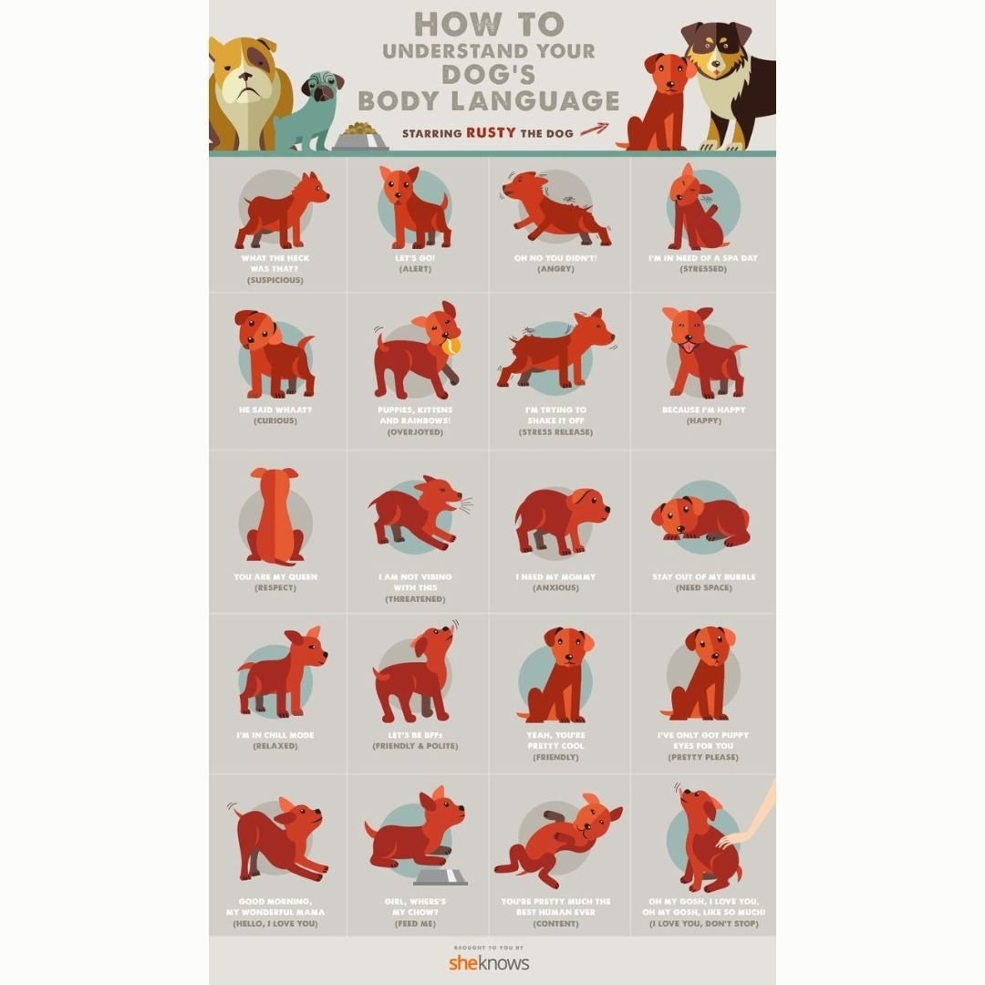 Printable Dog Body Language Chart