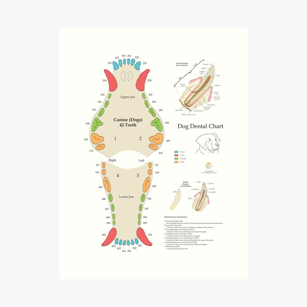 Dog Dental Chart Printable