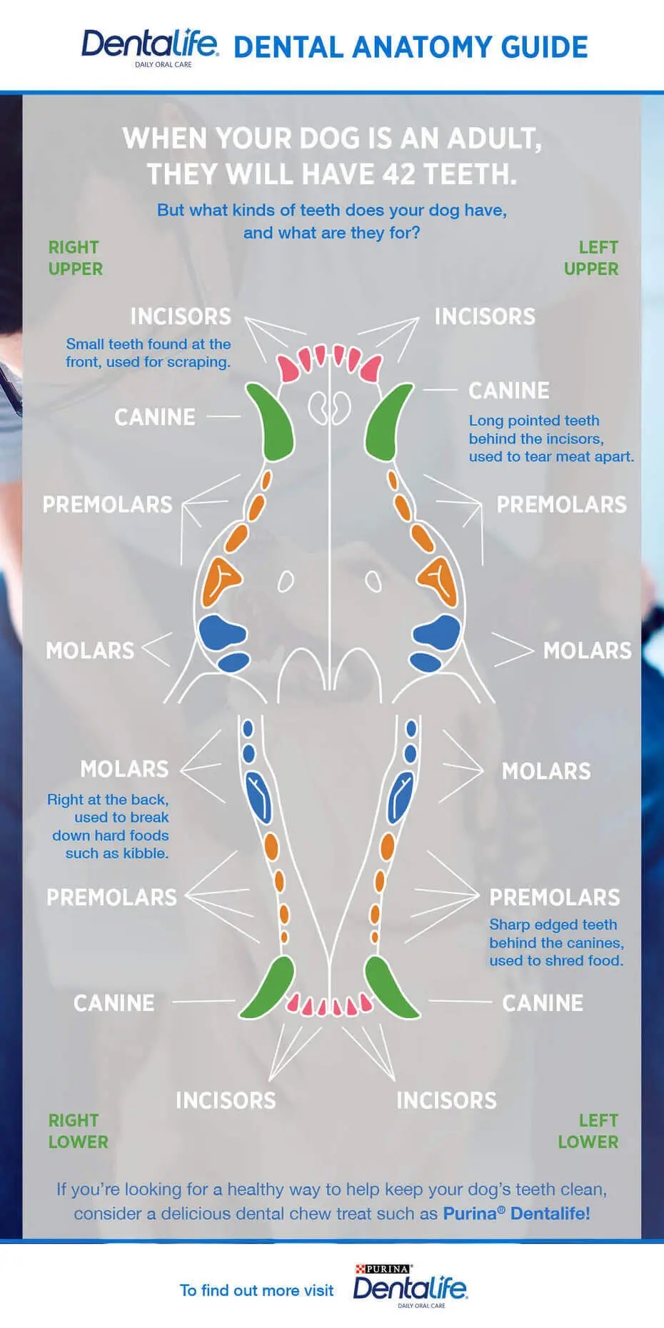 Dog Dental Chart Canine Dental Anatomy Purina US Dog Dental Chart Canine Dental Anatomy Purina US