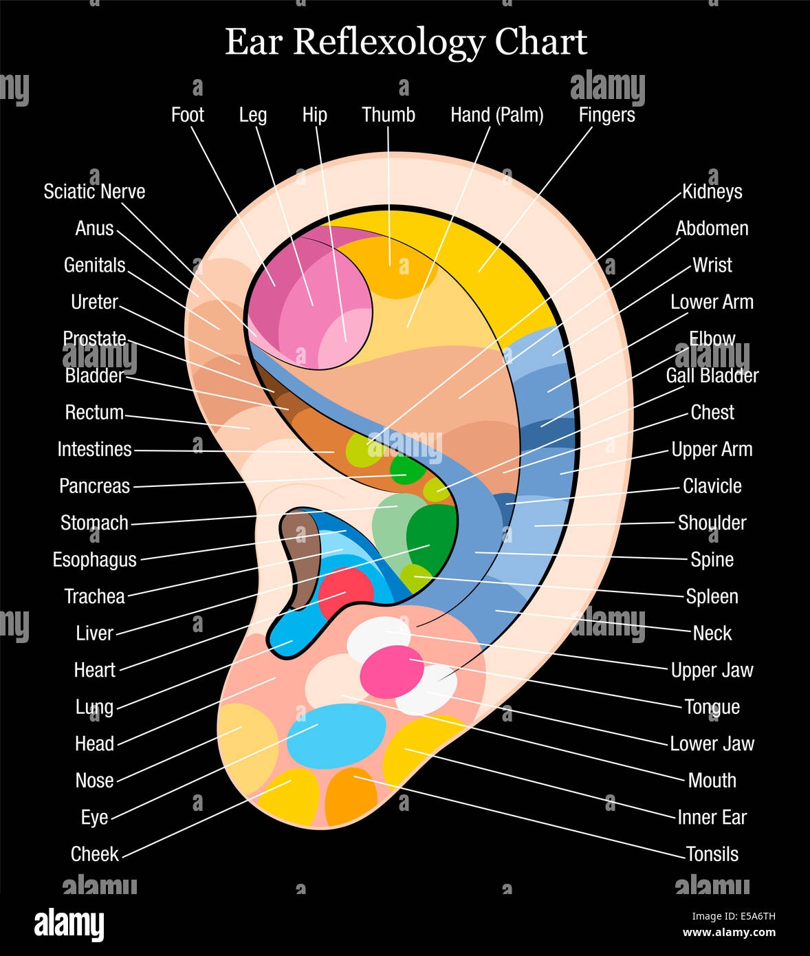 Ear Reflexology Chart With Accurate Description Of The Corresponding Internal Organs And Body Parts Stock Photo Alamy Ear Reflexology Chart With Accurate Description Of The Corresponding Internal Organs And Body Parts Stock Photo Alamy