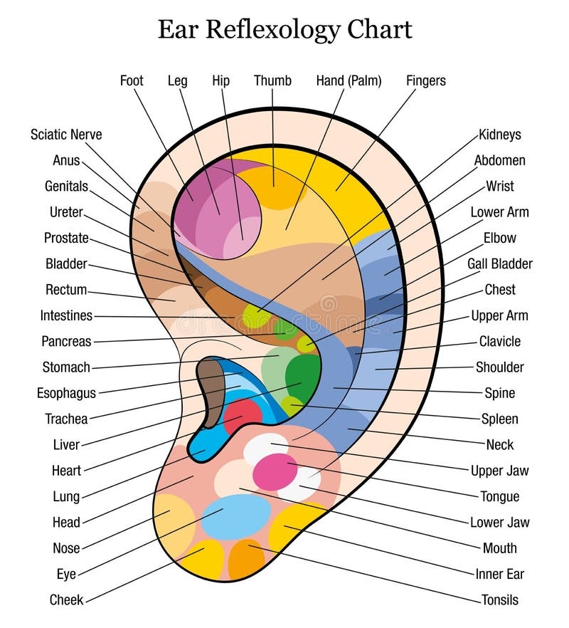 Ear Reflexology Stock Illustrations 54 Ear Reflexology Stock Illustrations Vectors Clipart Dreamstime