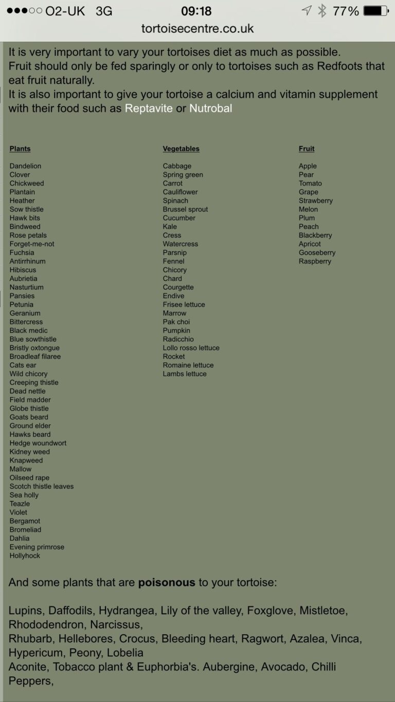 Edible Plants 4 Tortoises Tortoises Edible Plants Russian Tortoise Diet