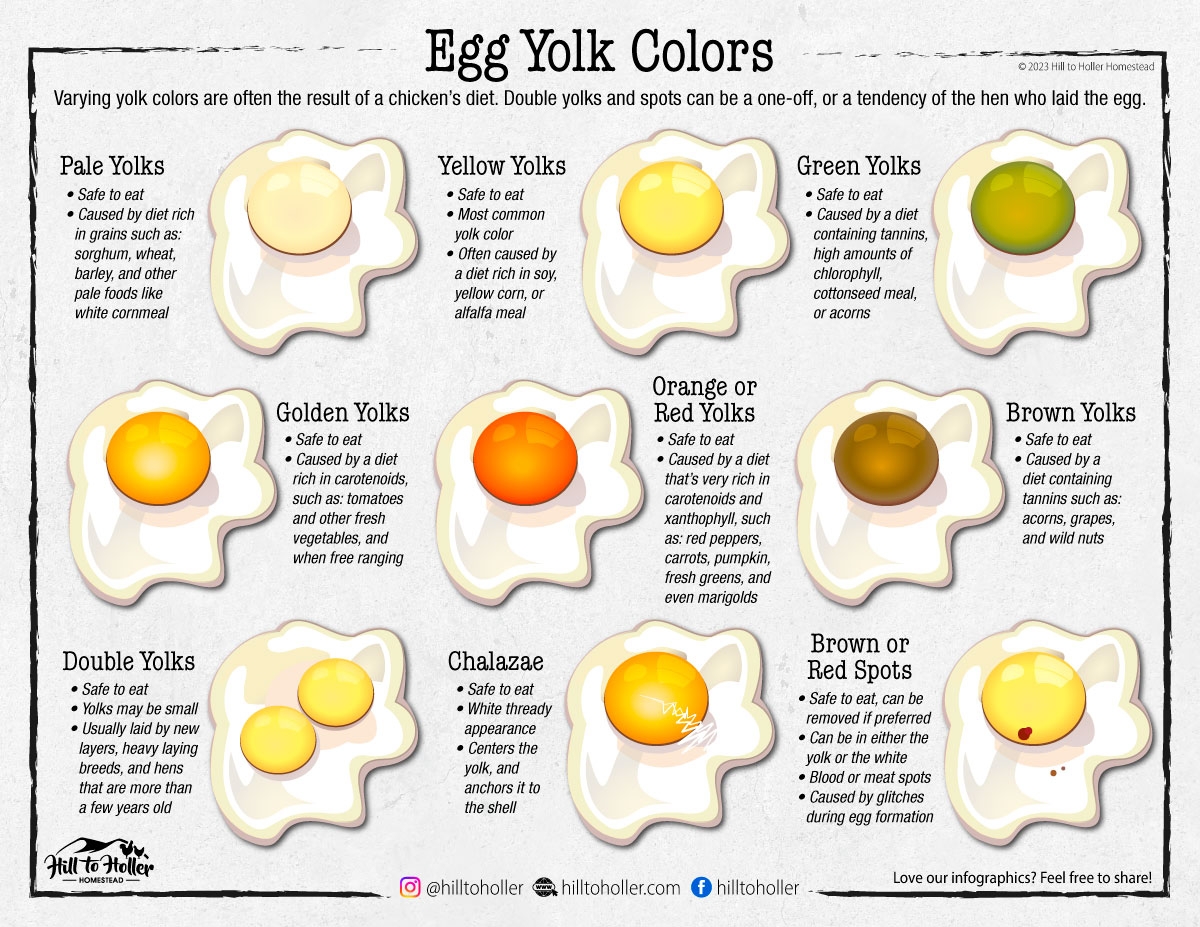 Egg Yolk Colors Hill To Holler Homestead