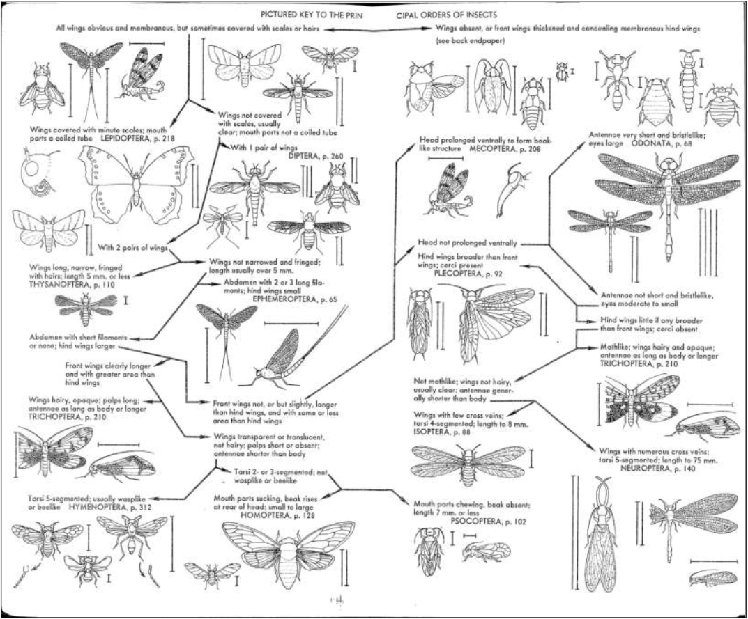 Entomology For Gardeners OSU Extension Service Worksheets Library