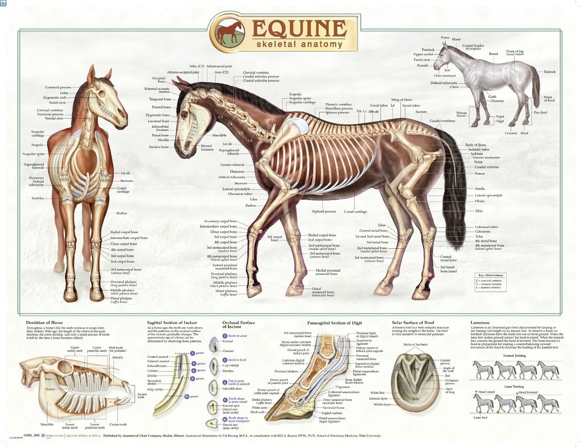 Equine Skeletal Anatomy Laminated Wall Chart LFA 92535 Horse EBay Equine Skeletal Anatomy Laminated Wall Chart LFA 92535 Horse EBay