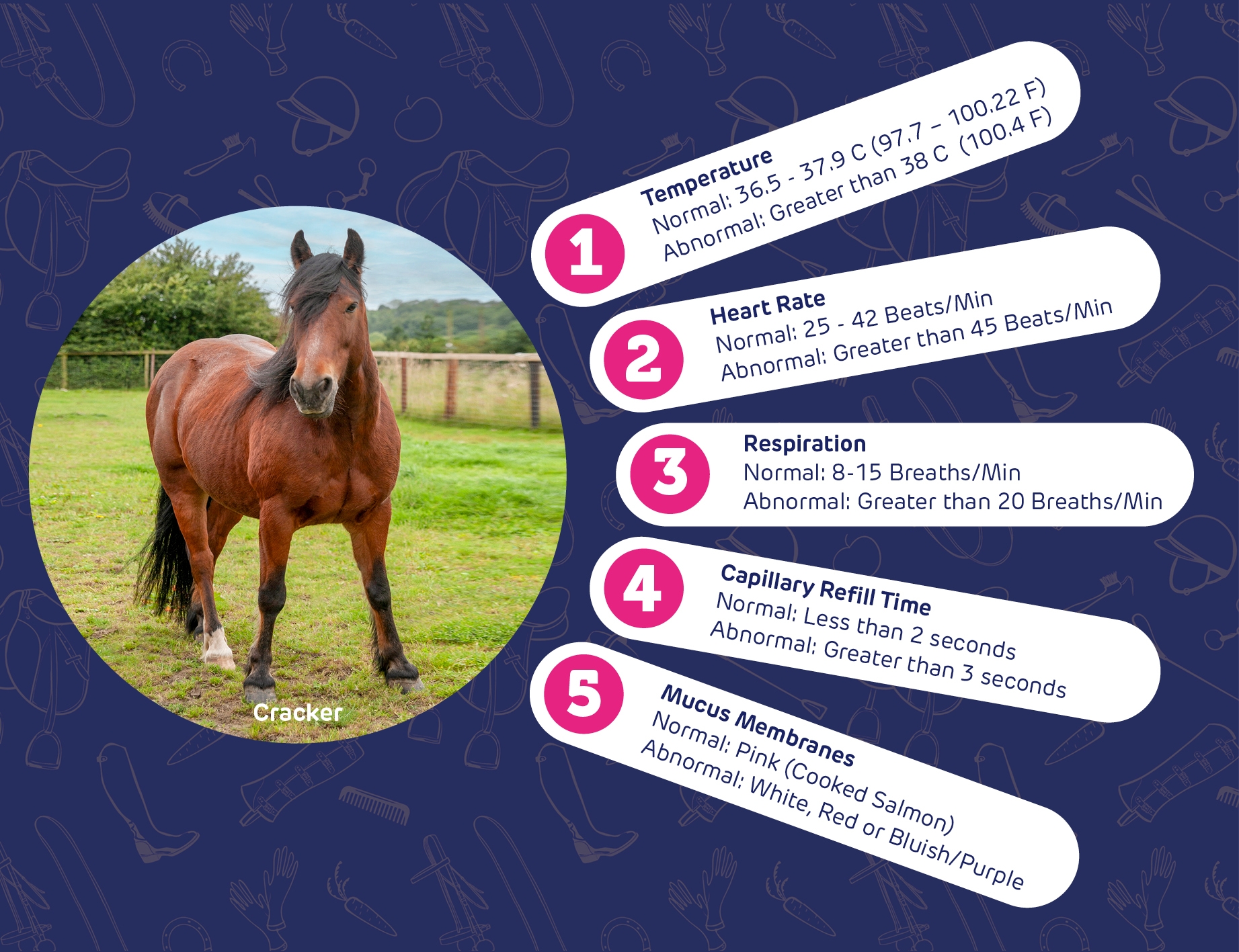 Printable Horse Vital Signs Chart Printable Horse Vital Signs Chart