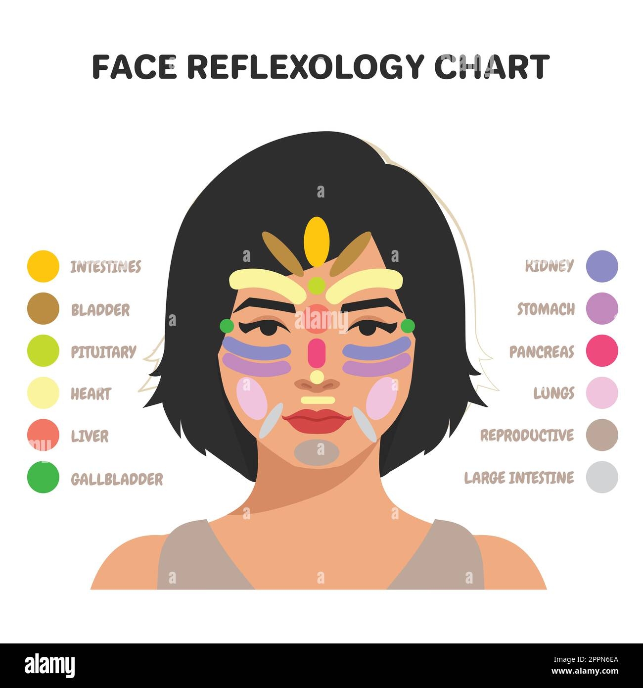 Face Reflexology Chart Inner Organs Massage Areas Body Parts Stock Vector Image Art Alamy
