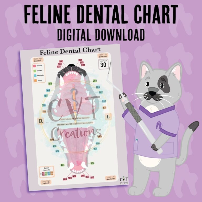 Feline Dental Chart digital Download Etsy