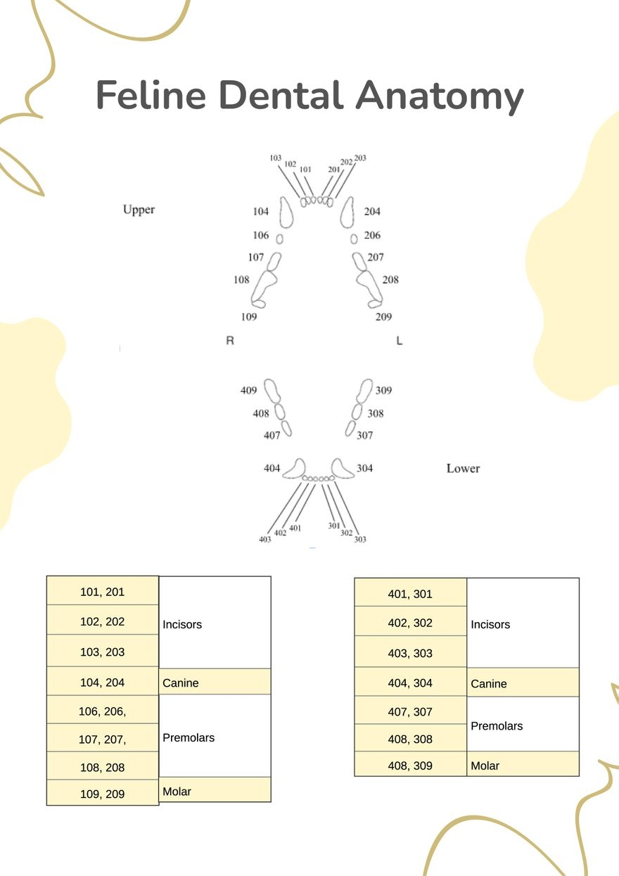 Feline Dental Chart In Illustrator PDF Download Template Feline Dental Chart In Illustrator PDF Download Template