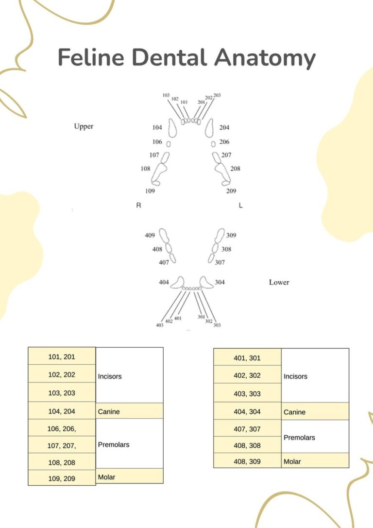 Feline Dental Chart In Illustrator PDF Download Template