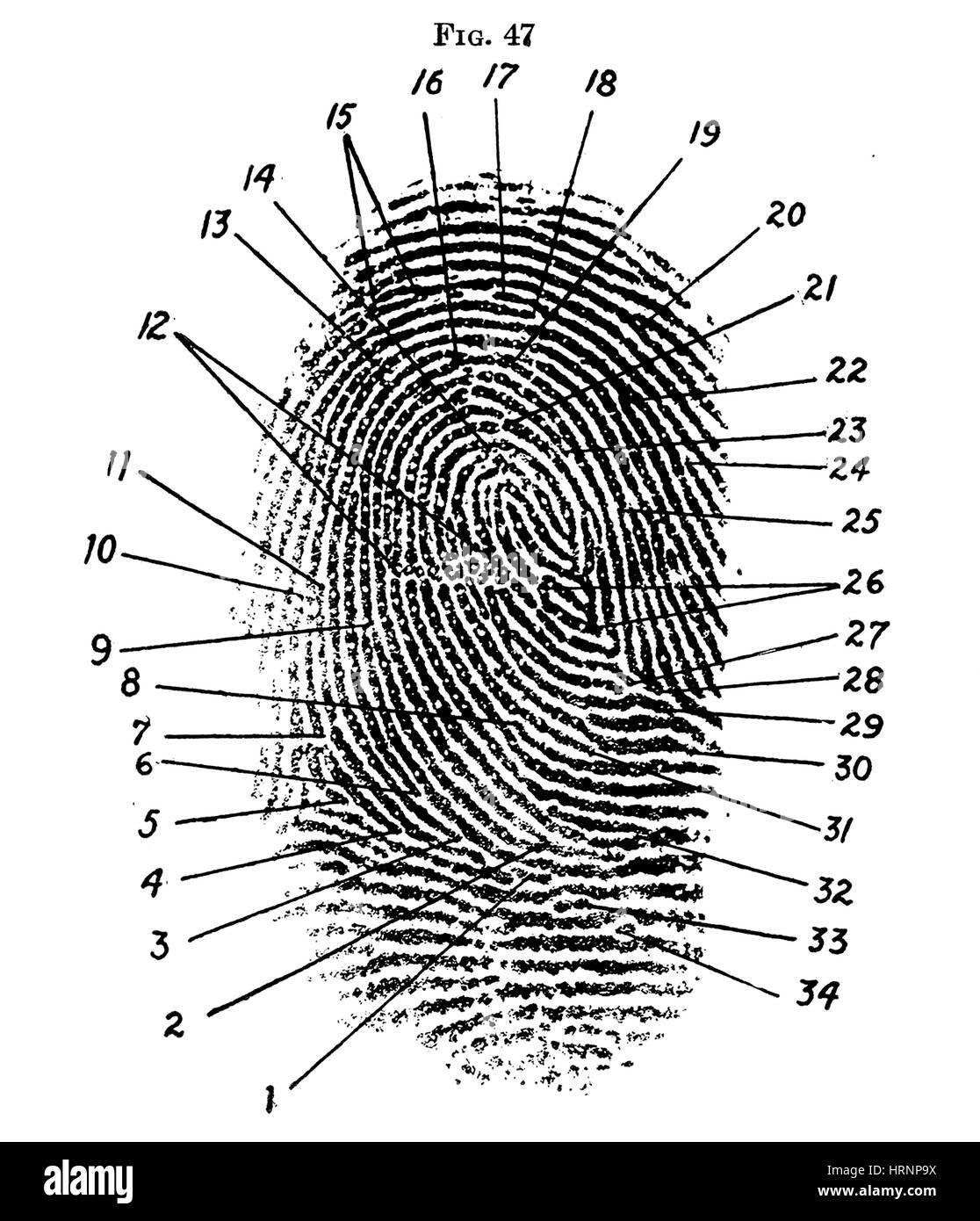 Fingerprint Instruction Black And White Stock Photos Images Alamy