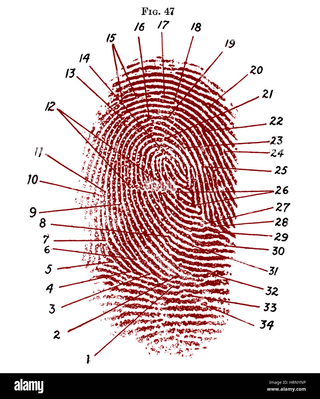 Fingerprint Chart Printable Fingerprint Chart Printable