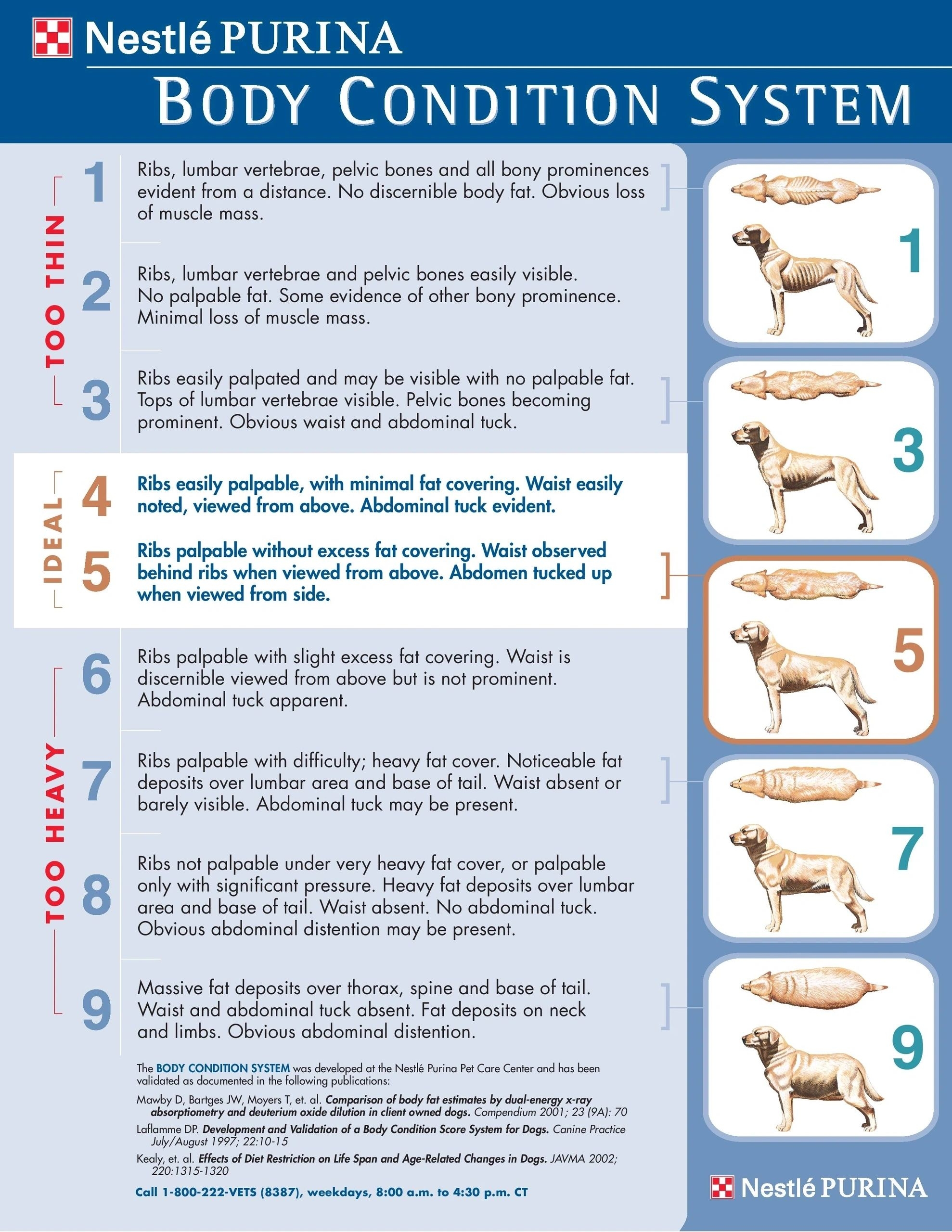 Fit Or Fat Your Pet s Body Condition Score BCS 