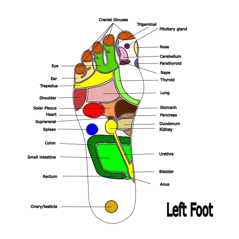 Foot Reflexology By Rafa Download Free STL Model Printables