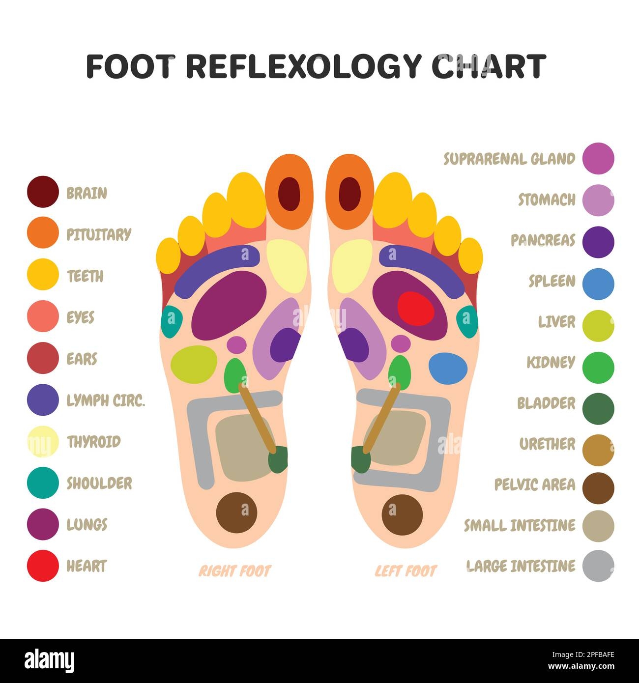 Printable High Resolution Foot Reflexology Chart