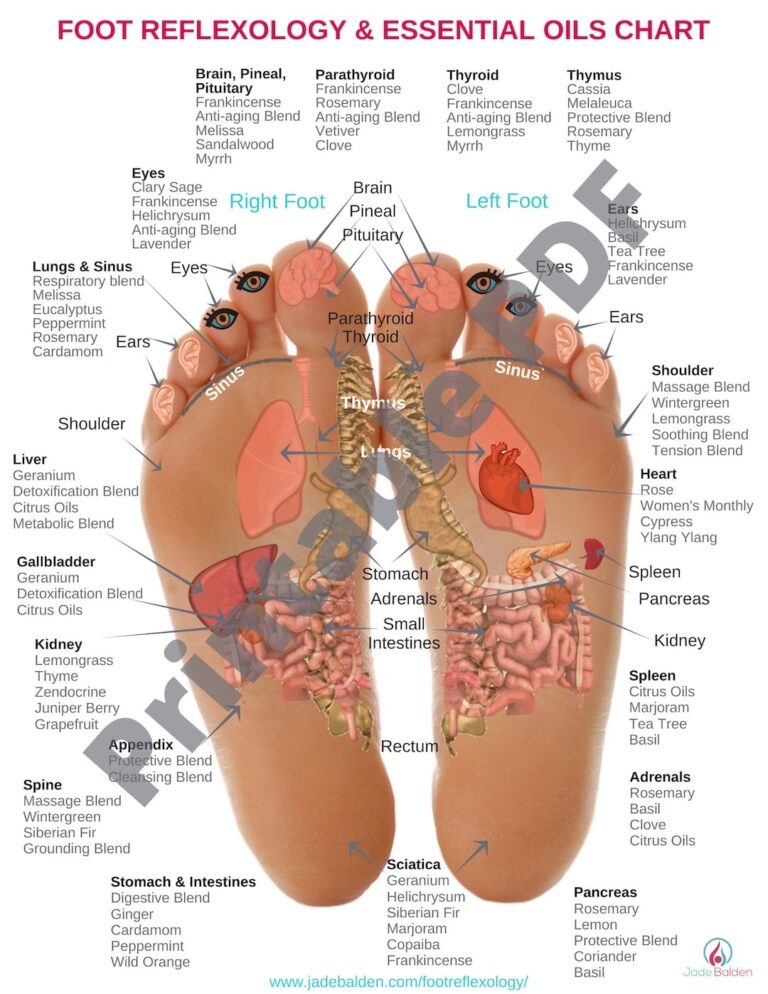 Foot Reflexology Chart PDF Printable Etsy