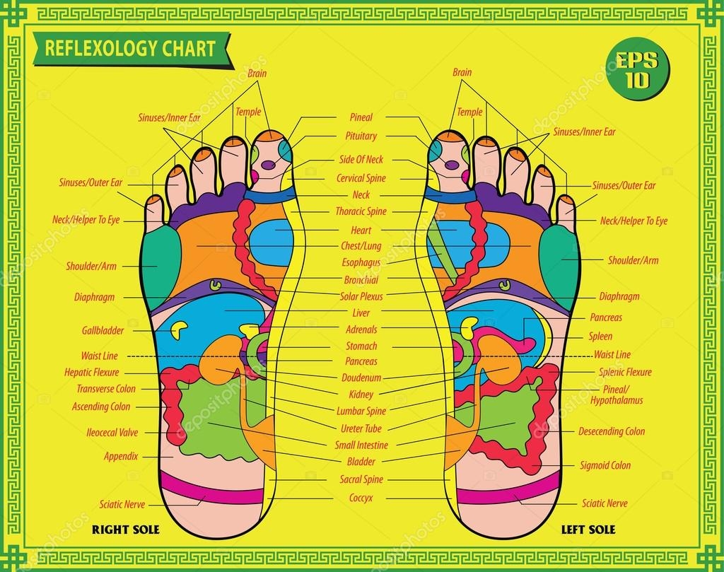 Foot Reflexology Chart Stock Vector By coolvectormaker 89584778
