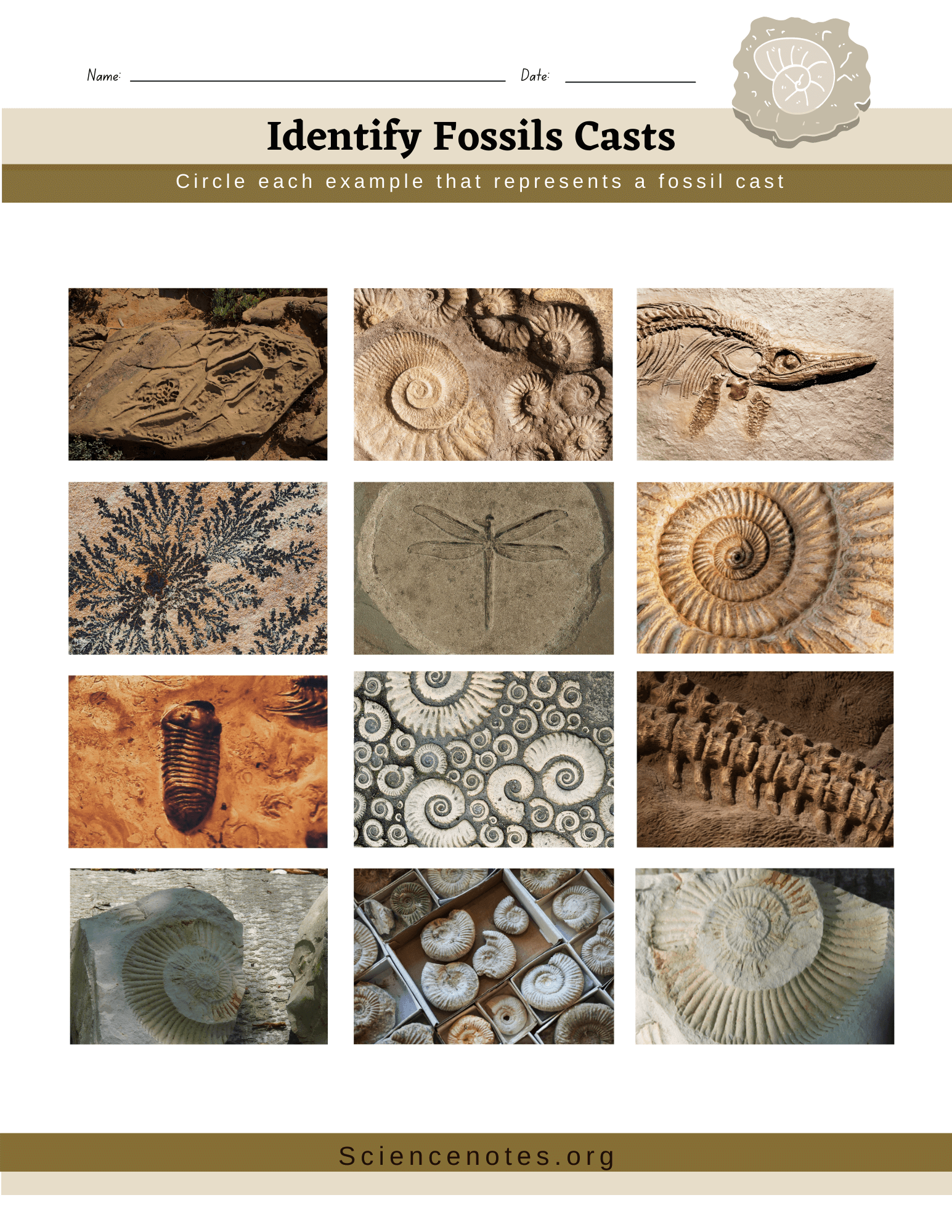 Printable Fossil Identification Chart
