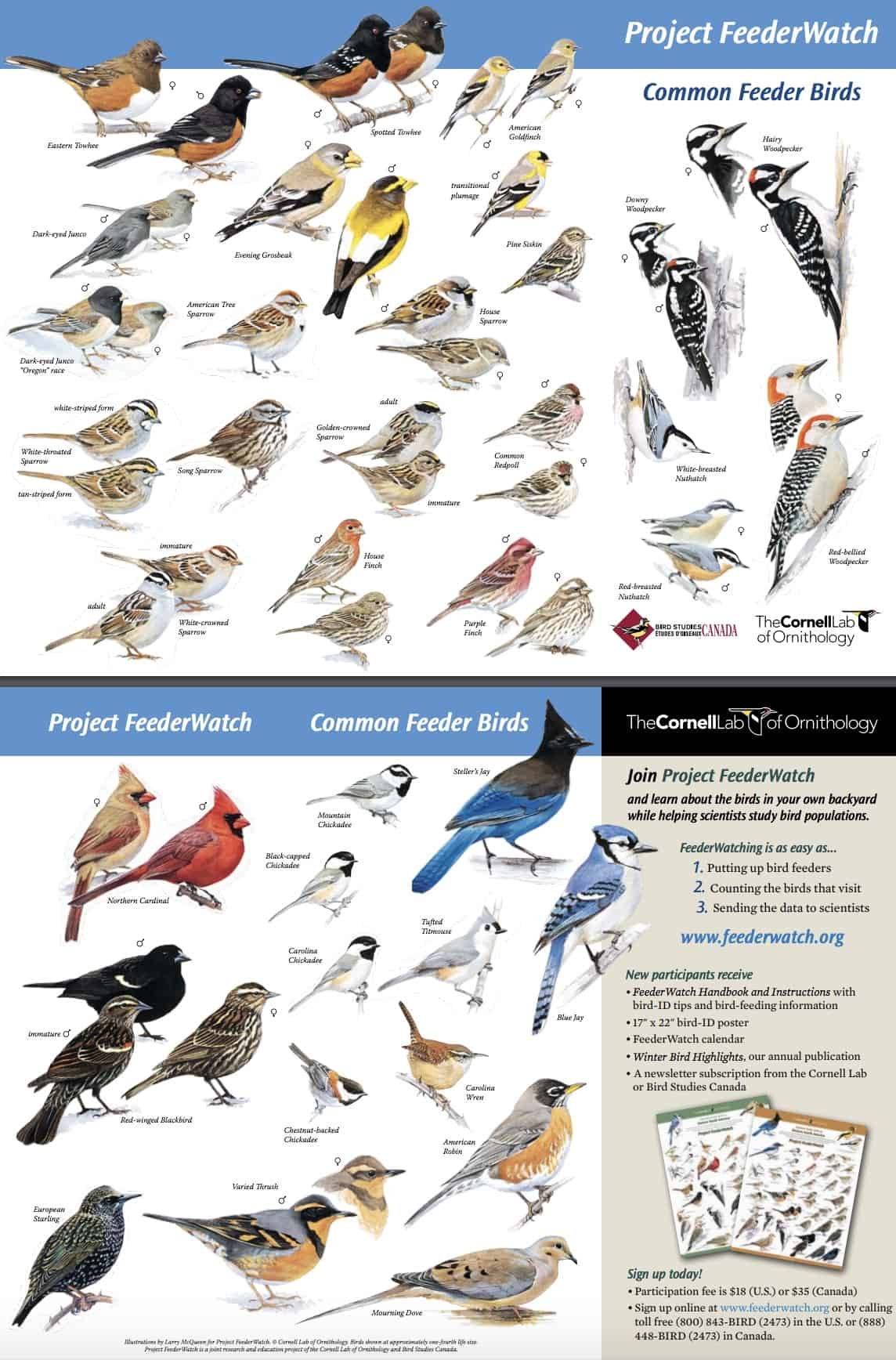 FREE Backyard Birds And Hummingbirds Poster Science