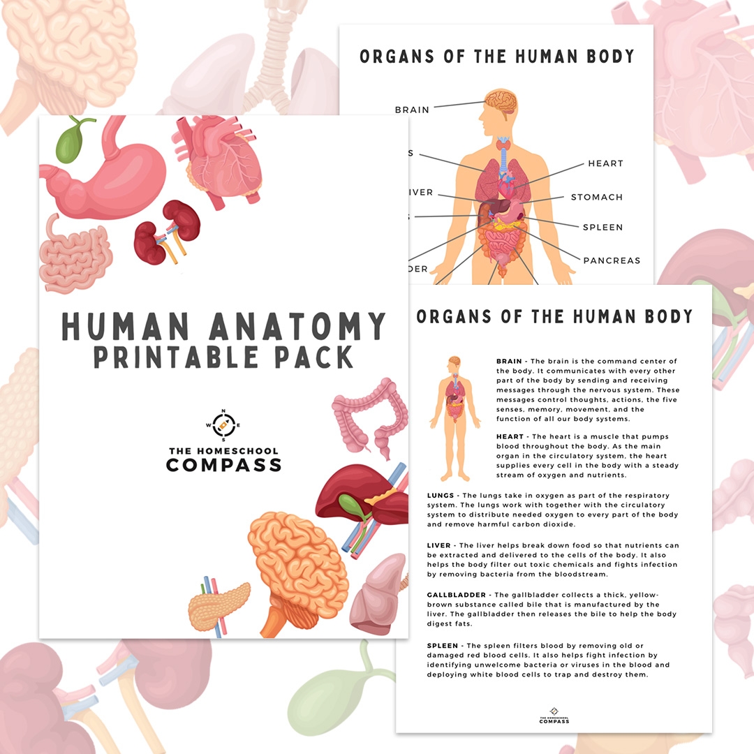Printable Human Anatomy Charts