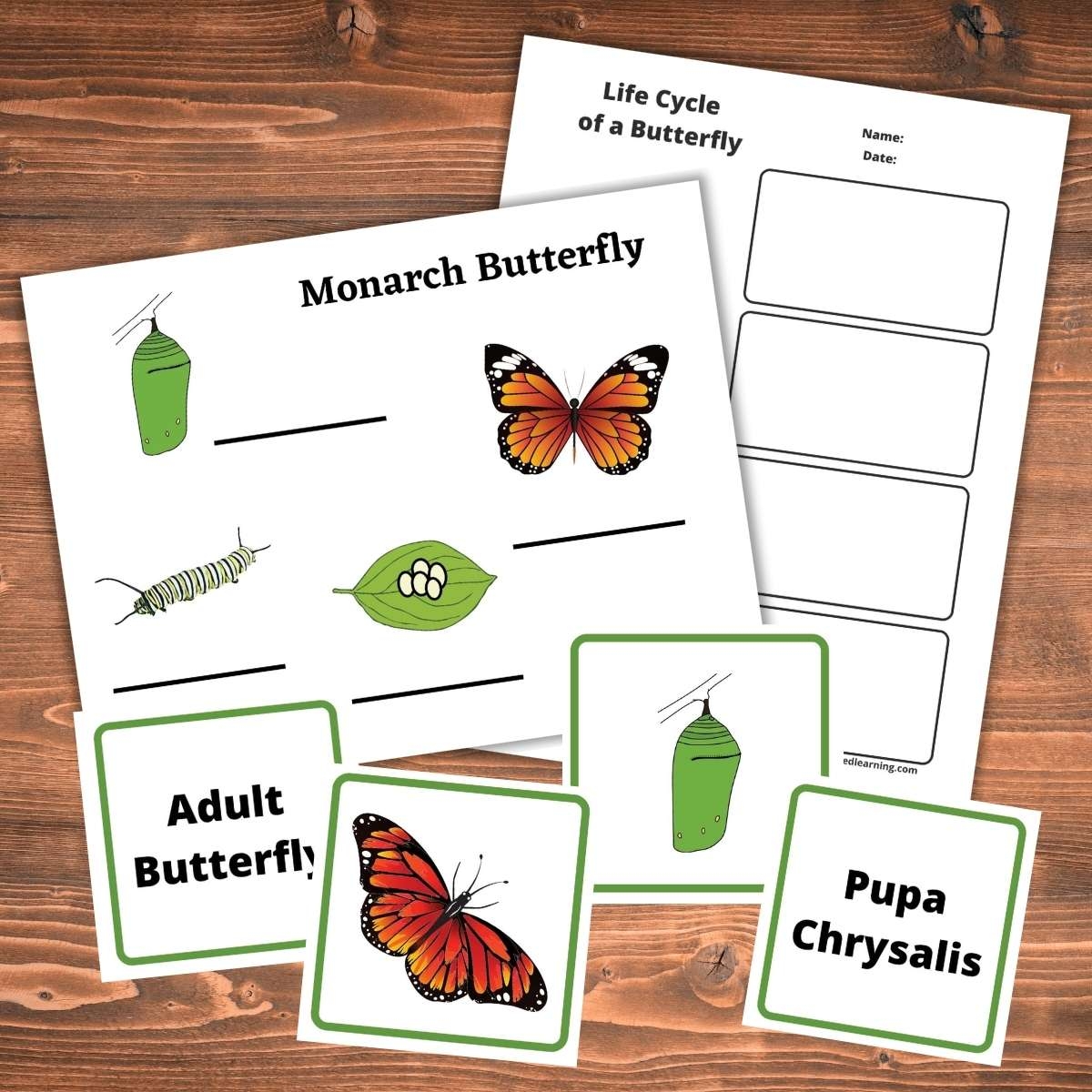 Free Life Cycle Of A Butterfly Worksheets And Printables Free Life Cycle Of A Butterfly Worksheets And Printables