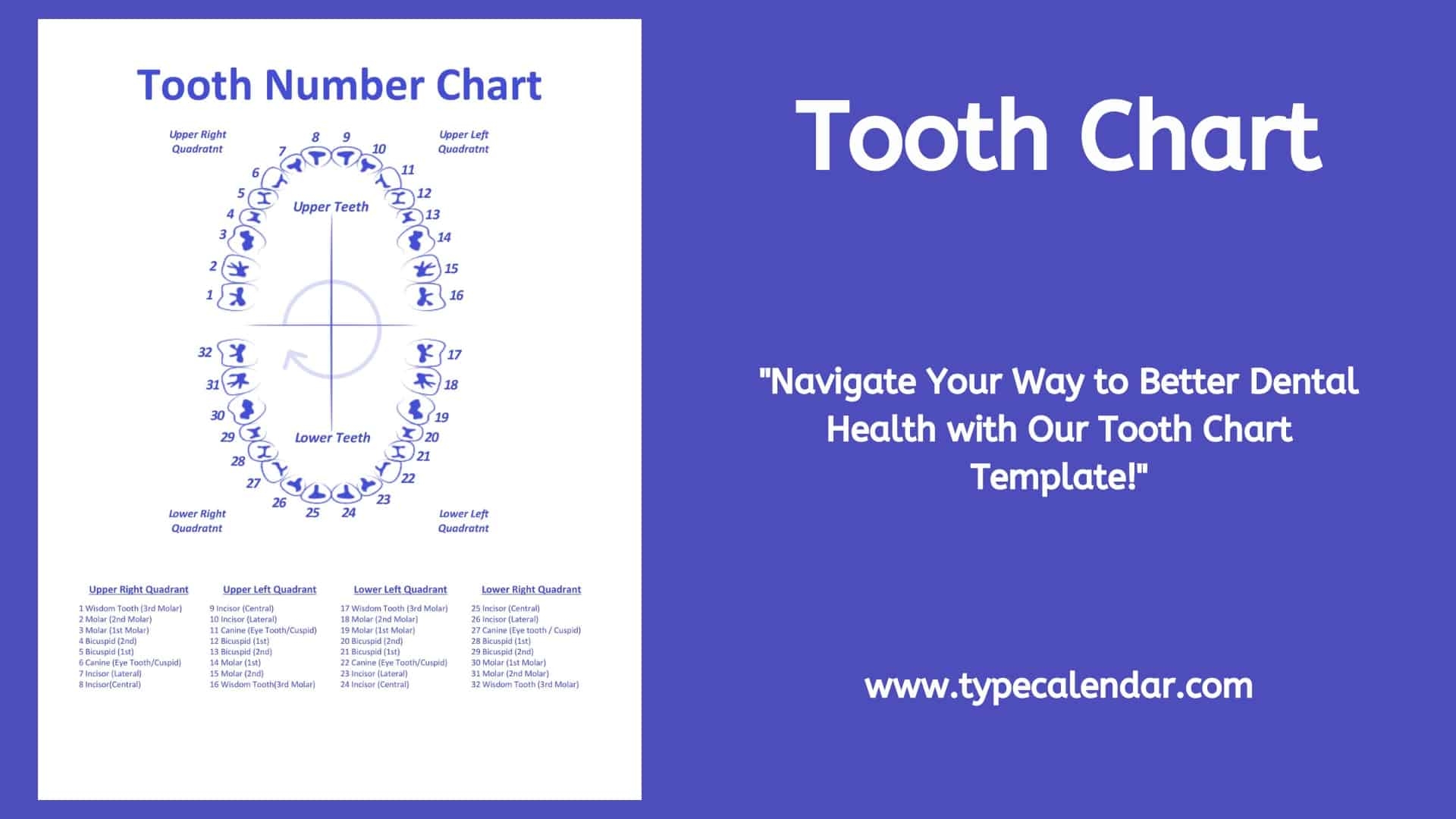 Free Printable Tooth Chart Templates Dental Chart Teeth Numbers PDF