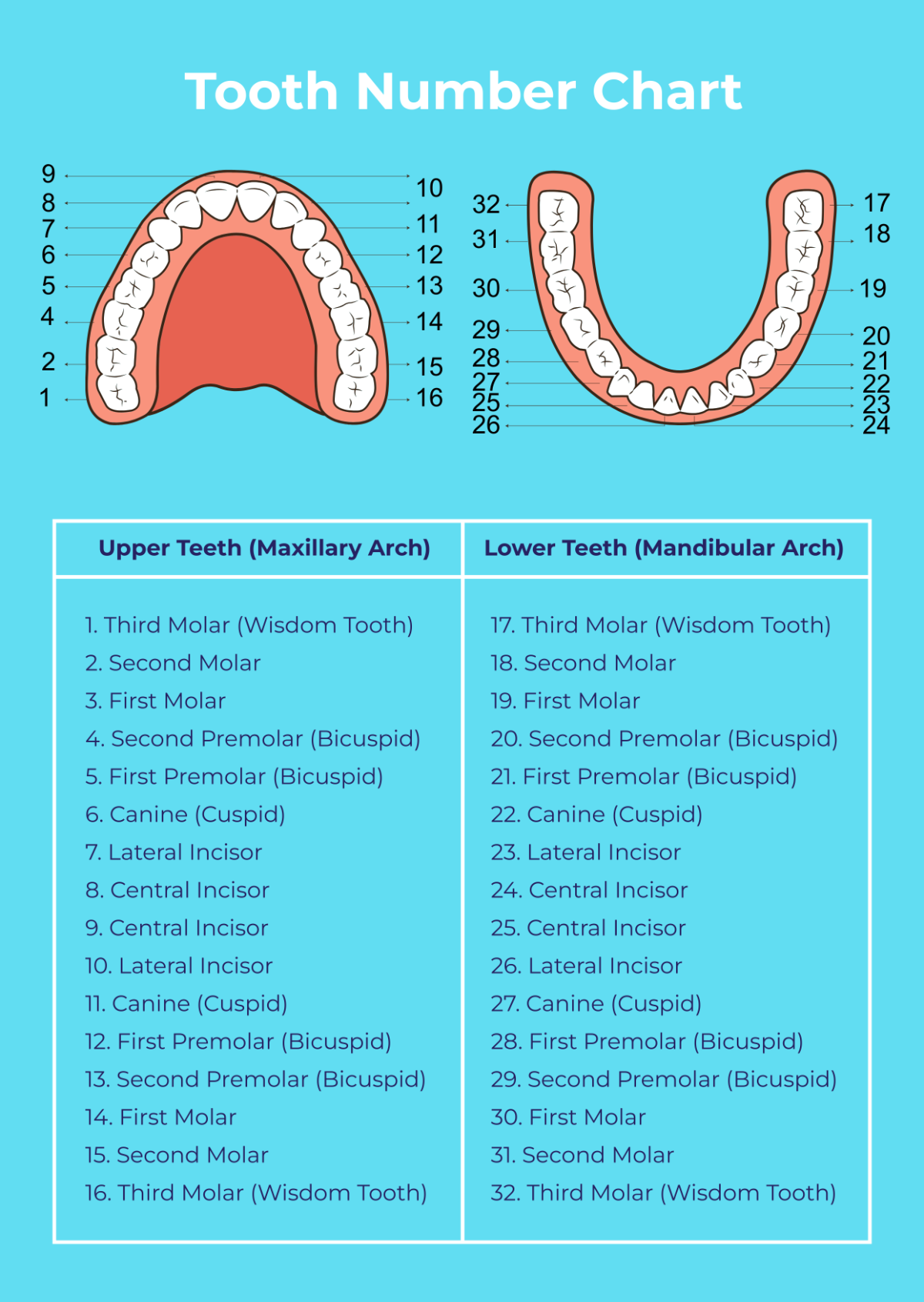 Free Tooth Chart Templates Editable And Printable